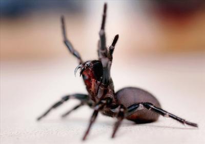 Sydney Funnel Web