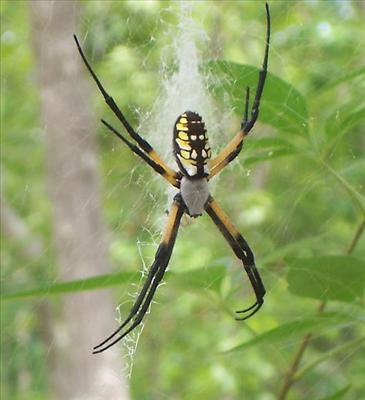 Golden Orb Weaver