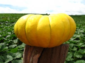 Yellow Pumpkin