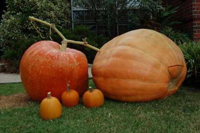 Giant Pumpkins