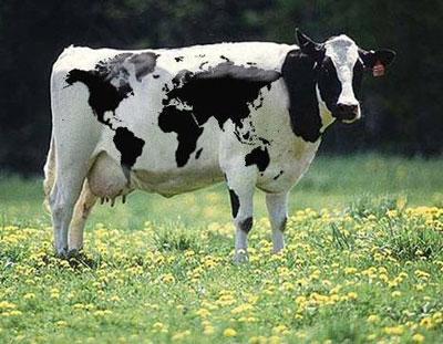 İnek