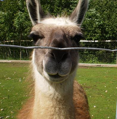 llama
