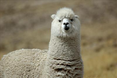 Alpaca
