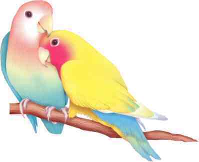 Love Birds(Creation)