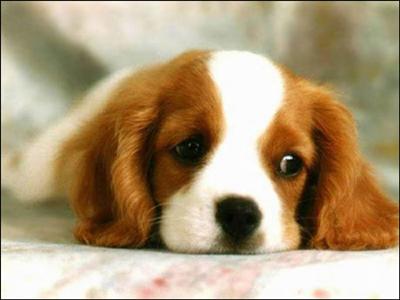 Köpek
