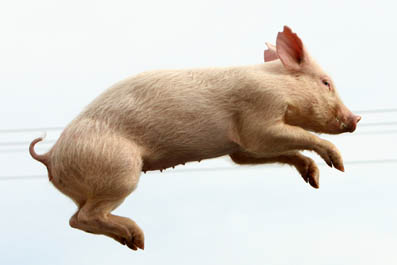 Cochon