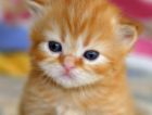 kitten