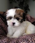 puppy