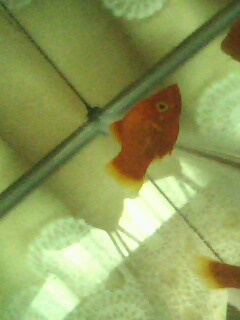 baluk 1