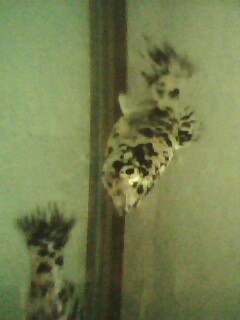 baluk 2