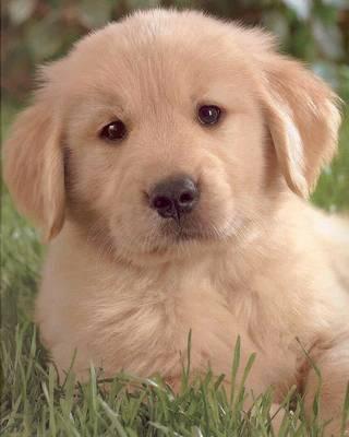 Golden
