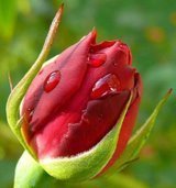 A beautiful rose...