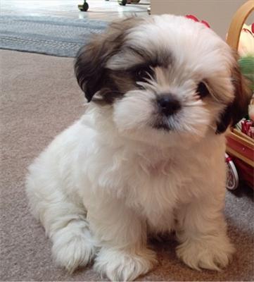 Perrito