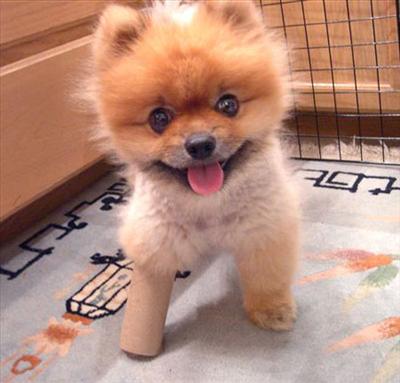Cute Puppy