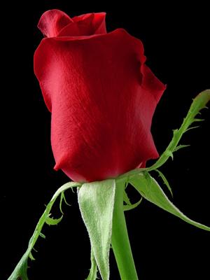 rose