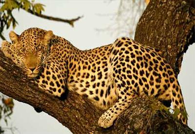 leopard