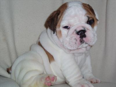 Bulldog