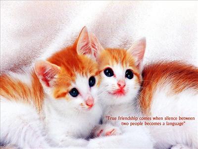 kitties