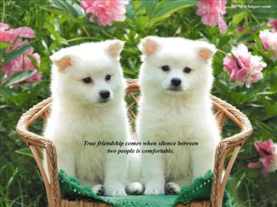 cute doggies