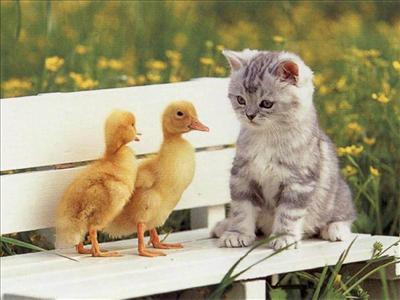 El hombre que tiene amigos ha de mostrarse amigo; y amigo hay más unido que un hermano.   Proverbios 18:24