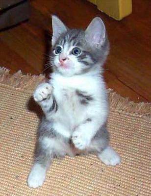 A Kitten