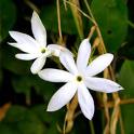 Jasmine