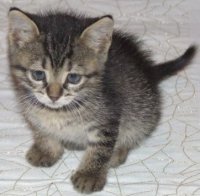 Şanslı