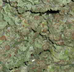 1 x oz of Thai Bud