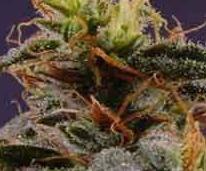 1 x oz of NewYork Diesel