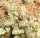 1 x oz of Champagne