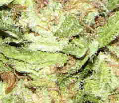 1 x oz of Hawaii bud