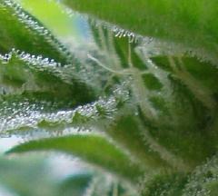 1 x oz of Chronic