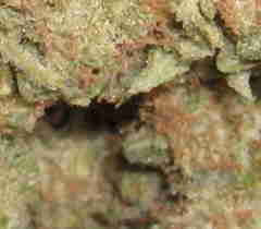1 x oz of Misty Mary Jane