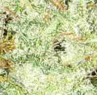 1 x oz of Silver Haze