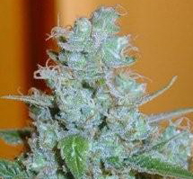 1 x oz of Blueberry Bud