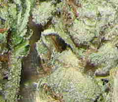 1 x oz of Master Kush