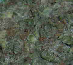 1 x oz of Cali Strain