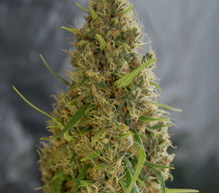 1 x oz of Light of Jah