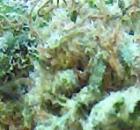 1 x oz of Afghani