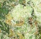 1 x oz of Snow white
