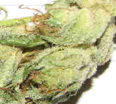 1 x oz of Ice