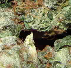 1 x oz of 4 way
