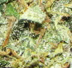 1 x oz of Shiva Bud