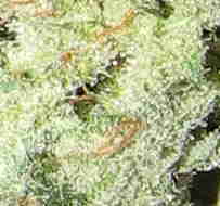 1 x oz of Hindhu Kush