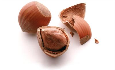 Fındık Beyinli