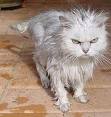 Madcat