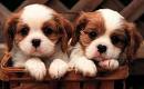 puppy dogs