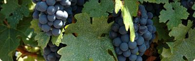 Wine Tour to Mendoza, Argentina