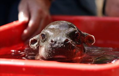 Baby Hippo
