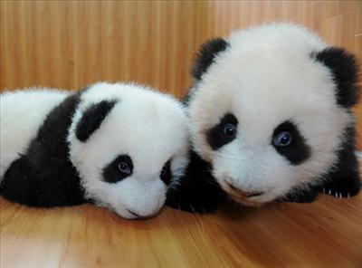 Baby Panda